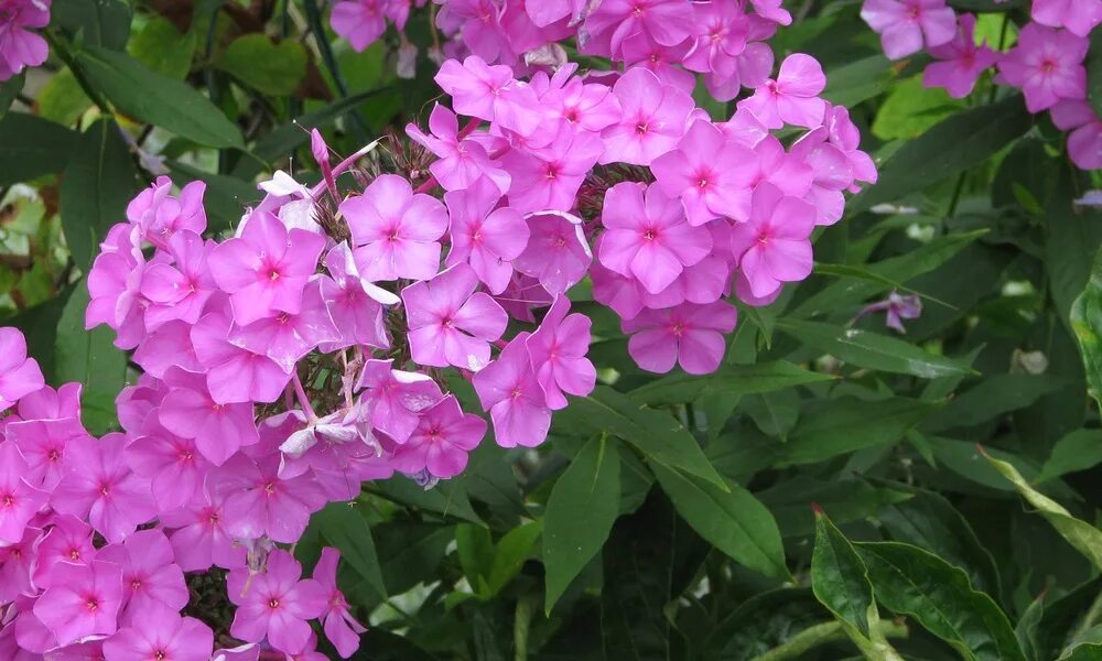 флокс метельчатый тенор. флокс метельчатый тенор. флокс метельчатый старфайер. флокс тенор фото. флокс тенор р9.