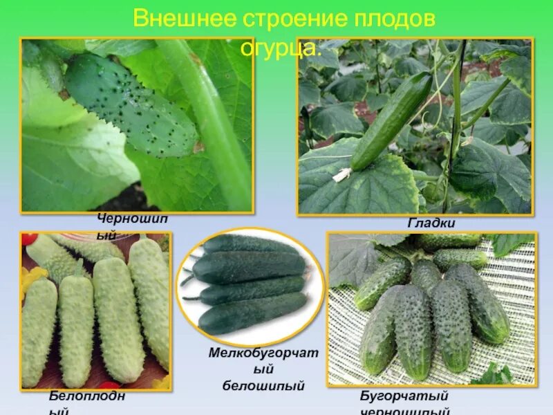 Почему плоды огурцов. Строение огурца. Строение плода огурца. Строение плодов огурца. Огурец черношипый.