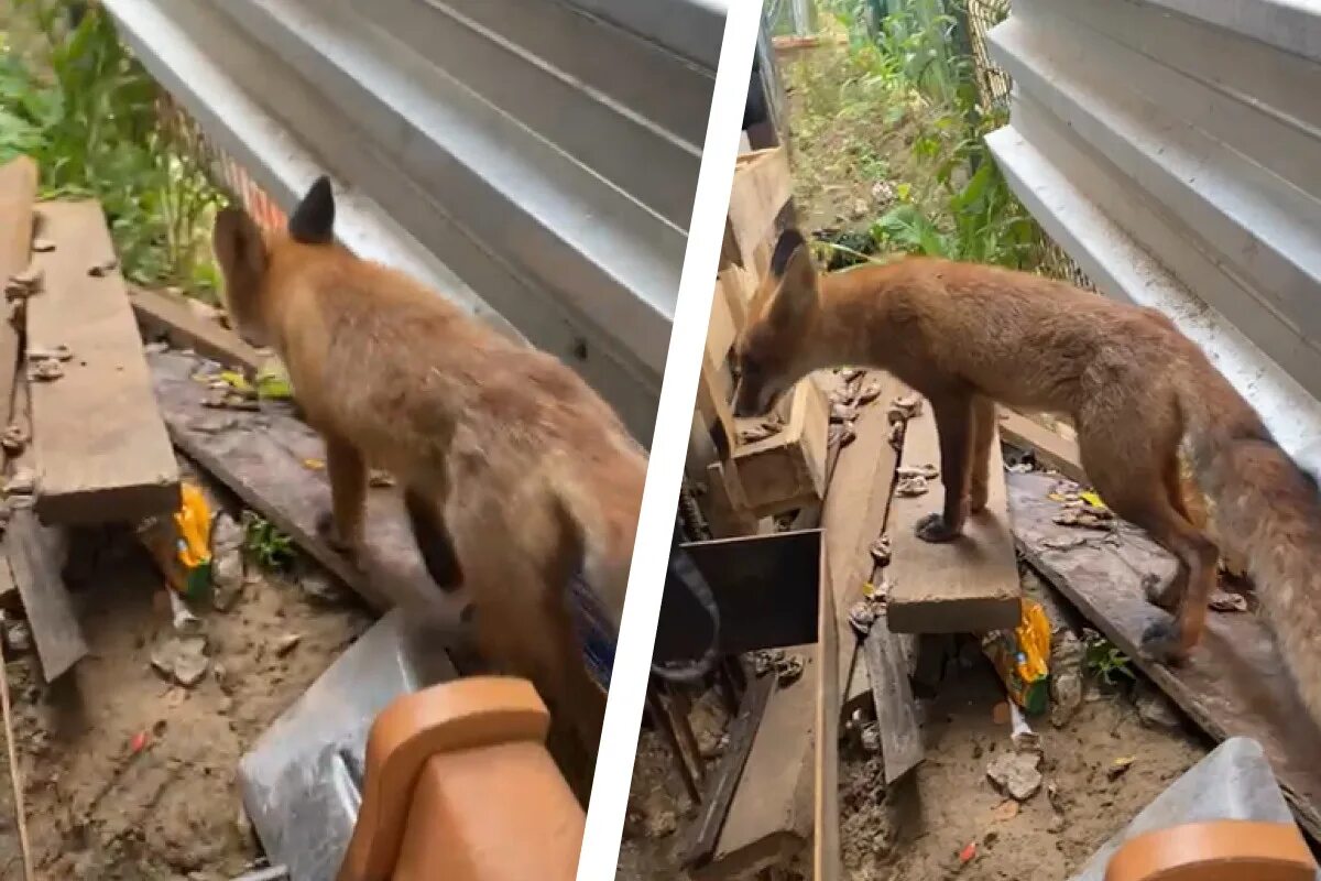 Fox новосибирск. Лиса в городе. Лиса в строительстве. Опасная лисица. Лиса в домике.