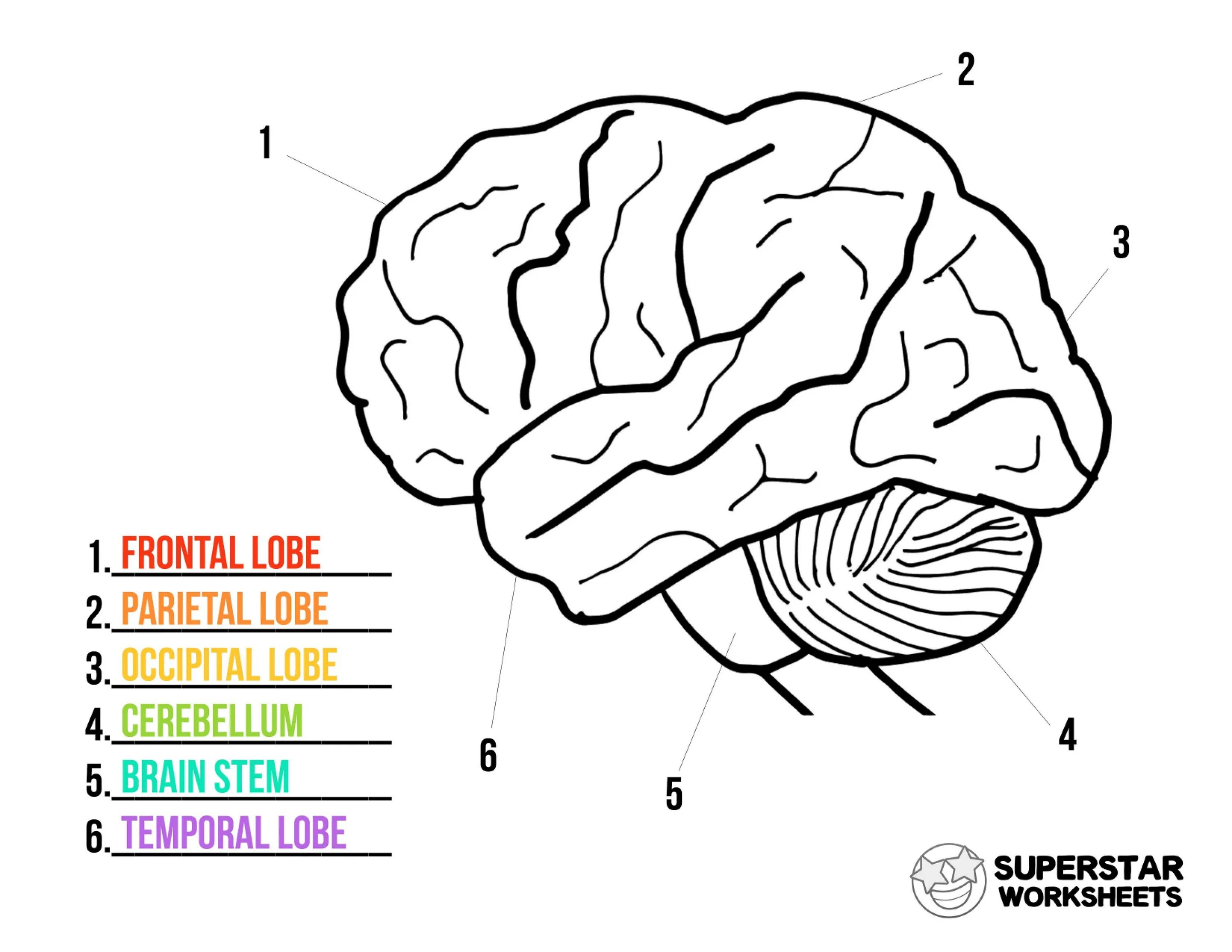 Строение мозга человека раскраска. Brain Worksheet. Capabilities of Human Brain Worksheets. Human Brain Worksheets for Kids.