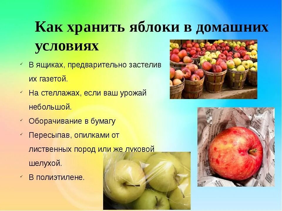 Для лучшего хранения яблоки протирают раствором хлорида. Условия хранения яблок. Устови яхранения яблок. Способы хранения яблок. Как хранить яблоки в домашних условиях.