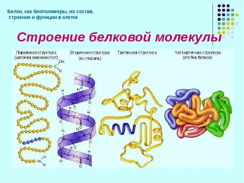 Биополимеры состоят. Белки первичная вторичная третичная четвертичная структуры. Третичная структура белка биополимер. Вторичная третичная и четвертичная структура белка. Первичная структура белков рисунок.