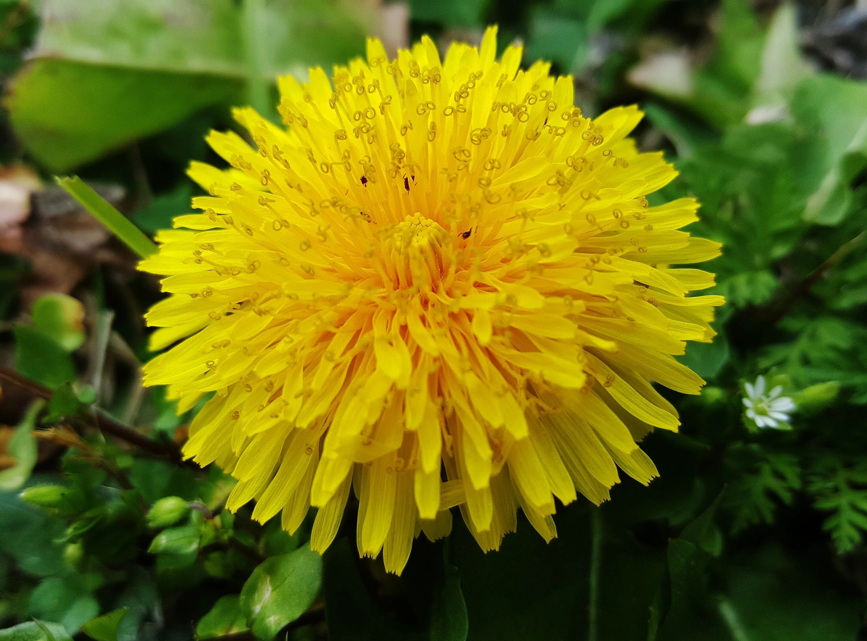 Кульбаба растение. Одуванчик Аянский. Одуванчик Астровые. Одуванчик (Taraxacum). Цветки одуванчика для здоровья