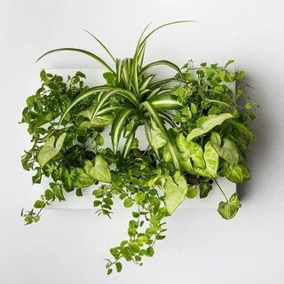 Other plant