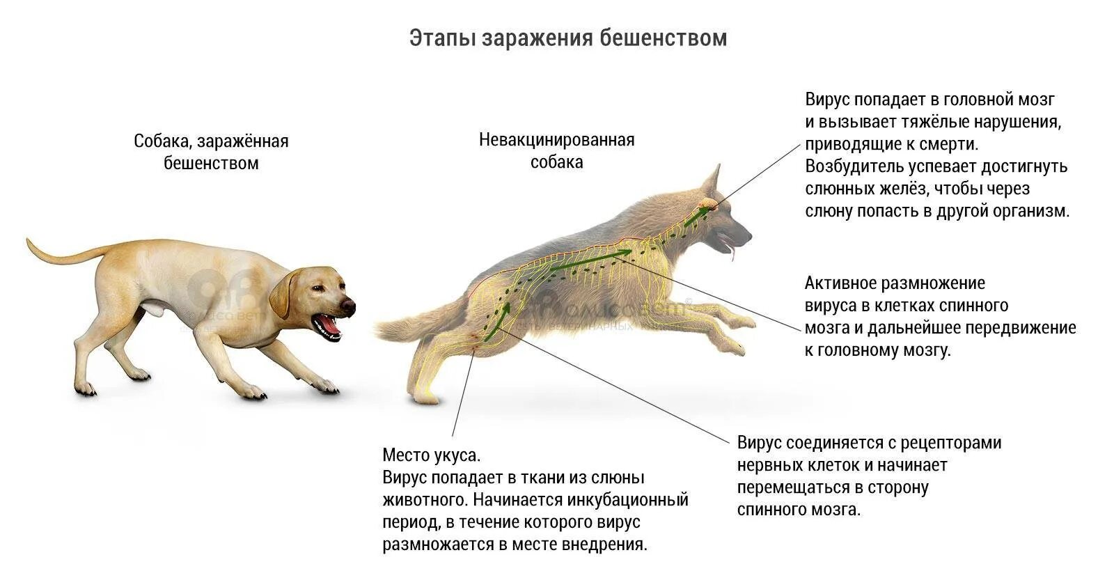Гон у кобелей