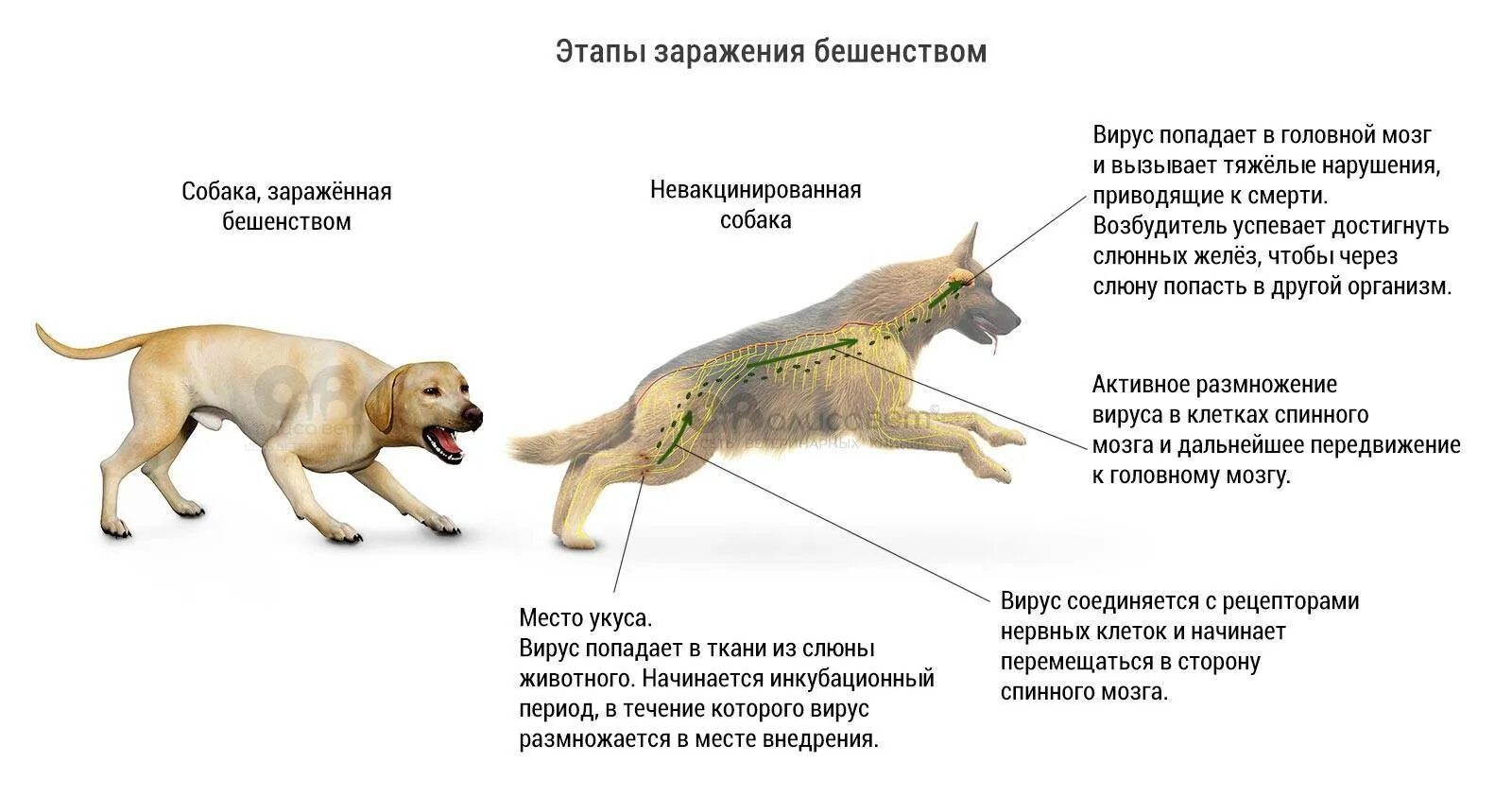 Прививки от укуса кошки. Инкубационный период бешенства у собак. Схема заражения бешенством.