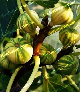 Инжир саженцы краснодар