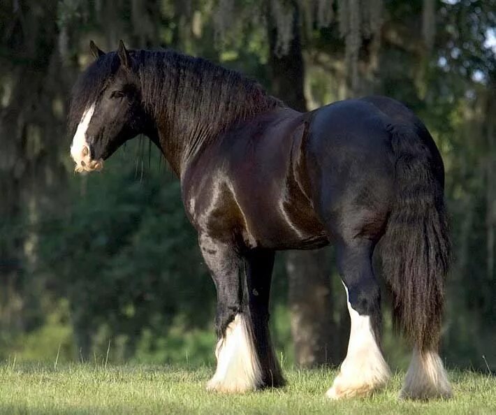 Pin by Gaelle Gornard on Chevaux in 2022 Clydesdale horses, Beautiful horses, Dr