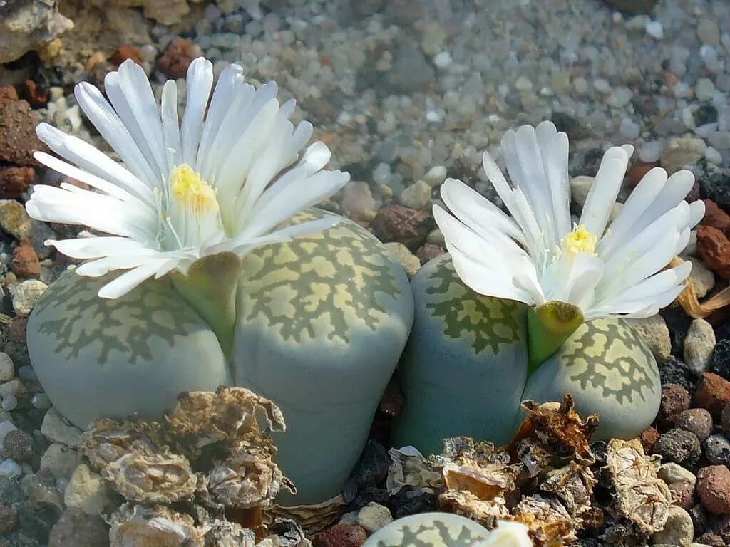 Суккулент литопс. Аизовые Литопс. Цветущие камни литопсы. Lithops salicola.