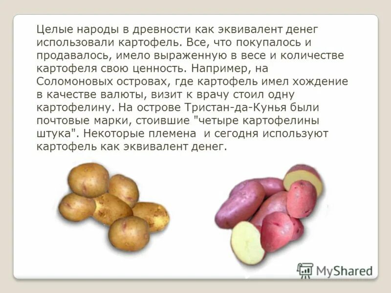 Видоизменение побегов клубенёк картофеля. Использование картофеля человеком. Картофель растение. Картофель части растения. Использование картофеля человеком.