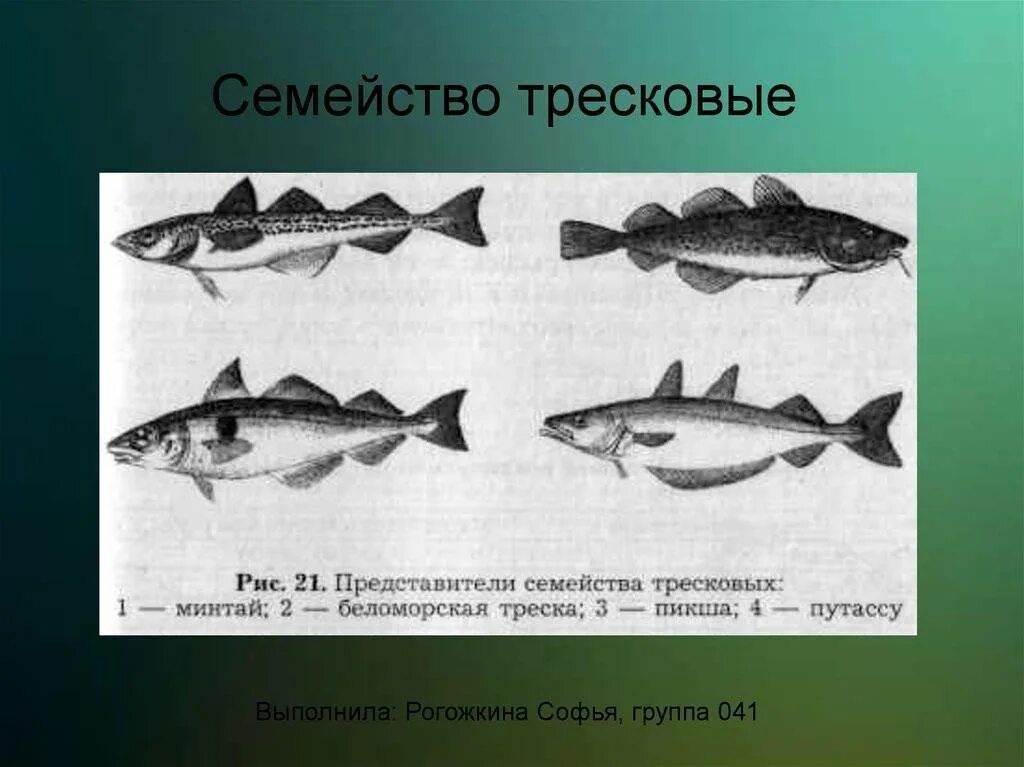 Промысловые группы рыб. Представители семейства тресковых. Рыбы семейства тресковых перечень. Семейство тресковые представители рыб. Рыба семейства минтаевых.