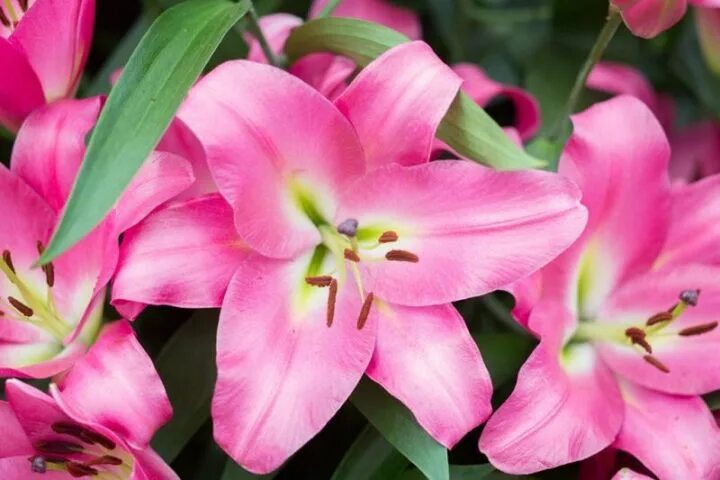Лилия Колет (Lilium Colet) купить луковицы в Москве по низкой цене, доставка поч