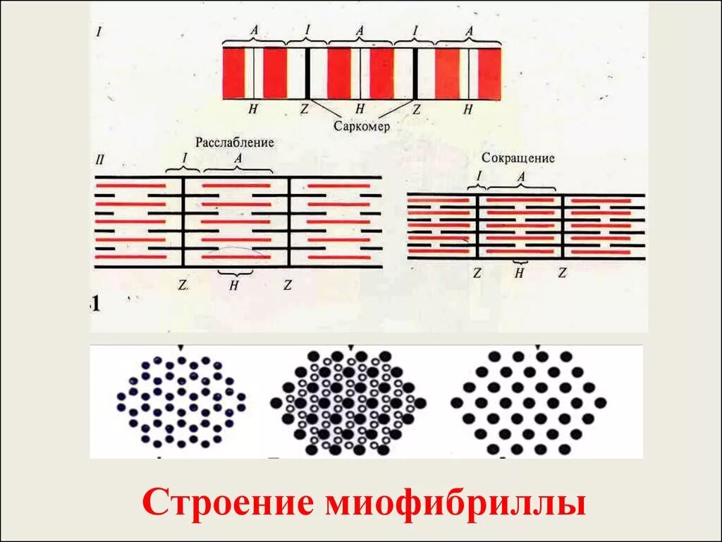 Сократительной единицей миофибриллы является. Структура миофибриллы саркомер. схематическое строение миофибриллы физиология. структуры миофибриллы схема. саркомерное строение миофибрилл.