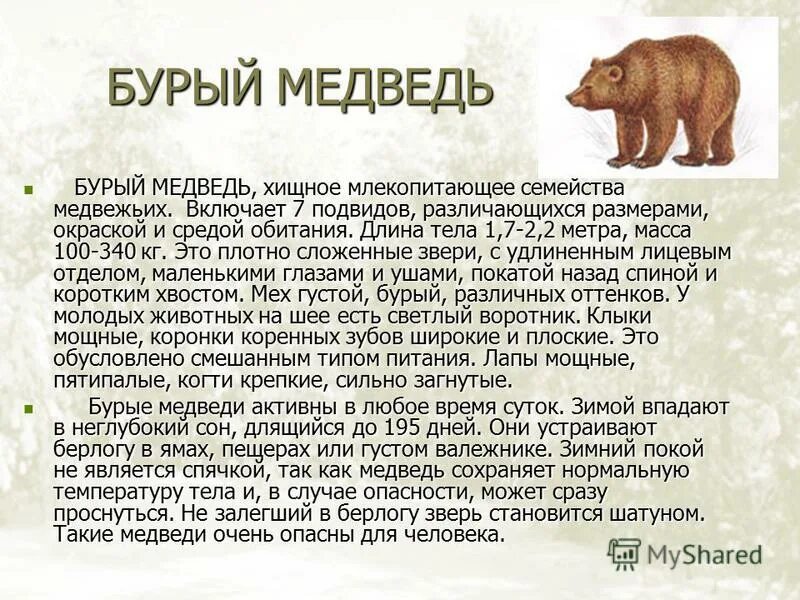 Русский язык описание камчатского бурого медведя