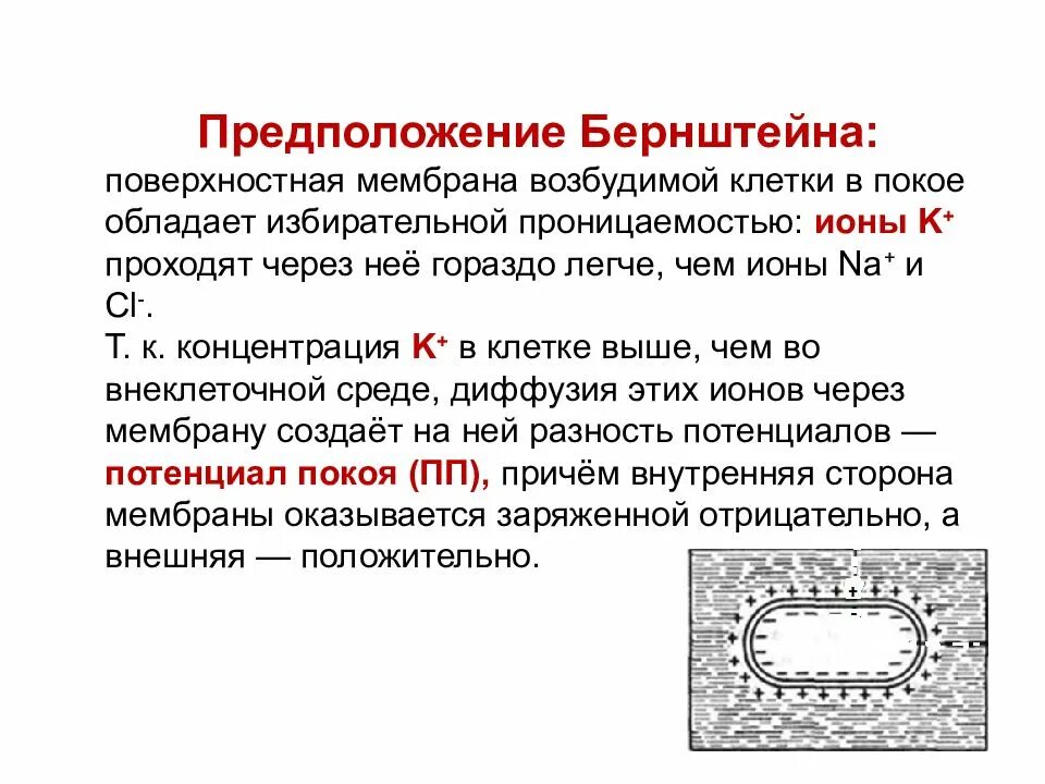 Мембрана возбудимой клетки. Методы исследования проницаемости мембран. Избирательная проницаемость клеточной мембраны для ионов. Характеристика состояния покоя мембраны возбудимой клетки. Селективная проницаемость мембраны возбудимых.