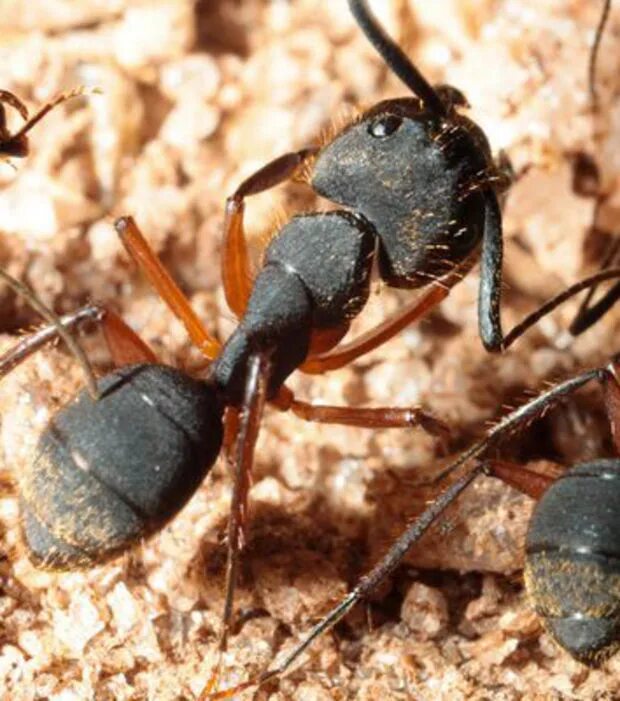 Кордицепс муравей зомби. Муравей-древоточец рода Camponotus. Муравей-древоточец пенсильванский. Европейский муравей-древоточец.