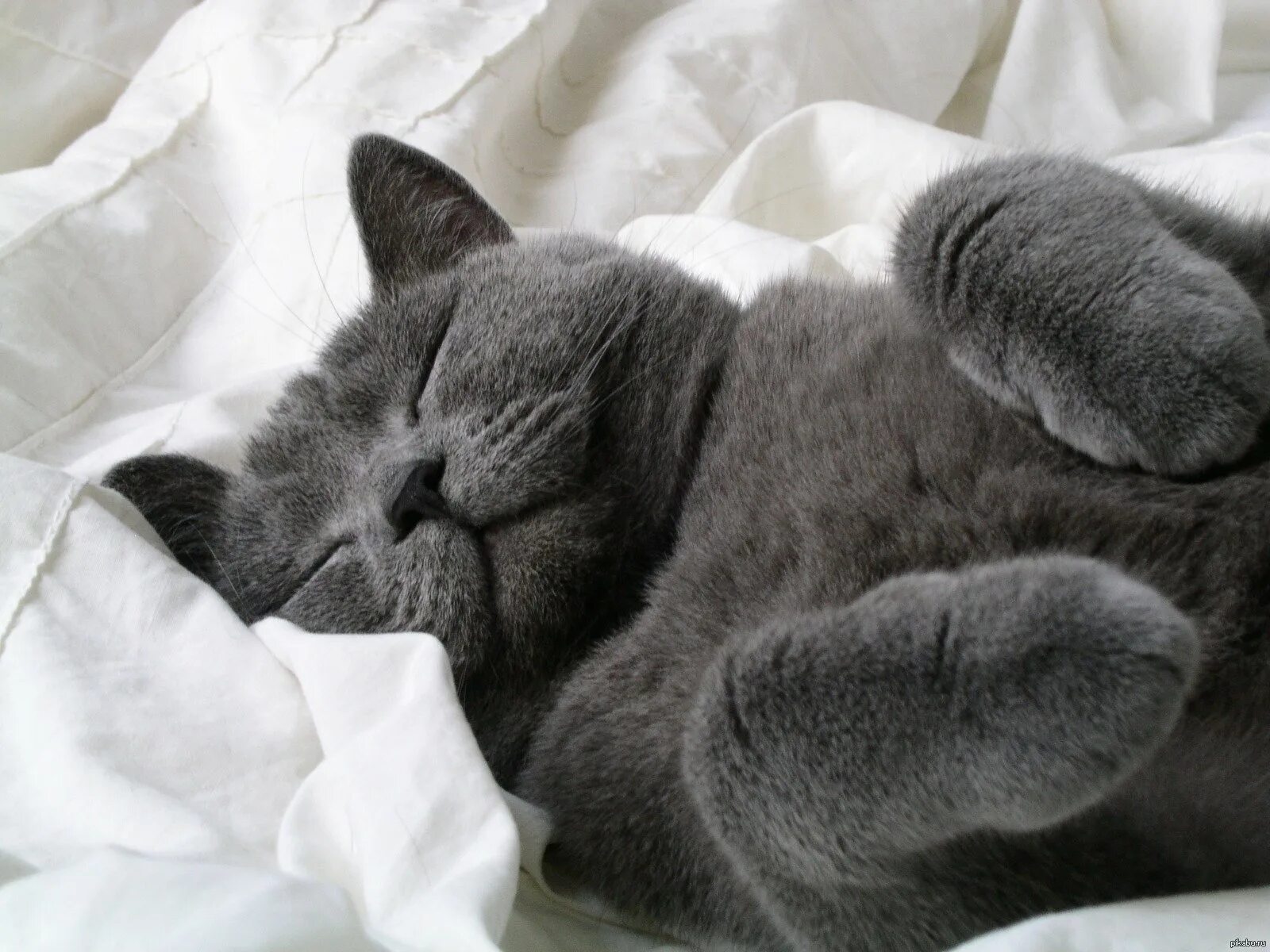 Спокойно з. Спящий кот. Спящие котики. Спящий британский кот.
