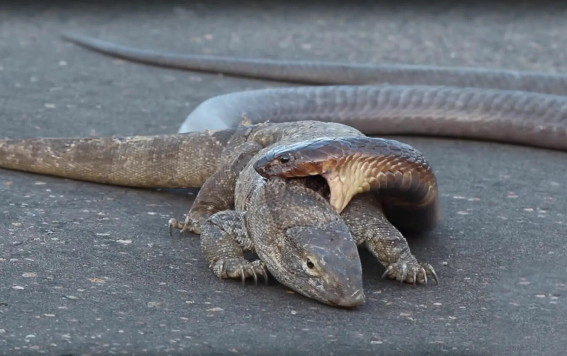 Комодский варан питон. Комодский варан размножение. Варан кобра. Комодский варан питон. Вараны в тайланде.