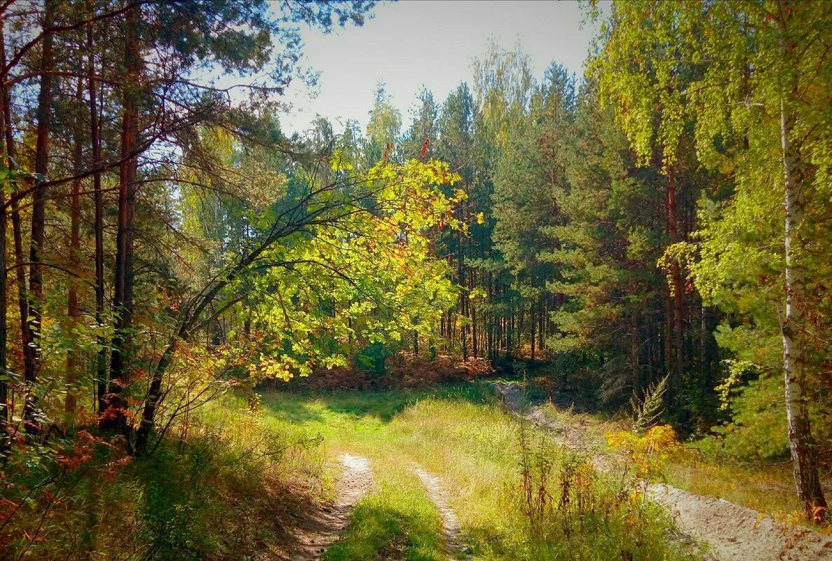 1 день в лесу