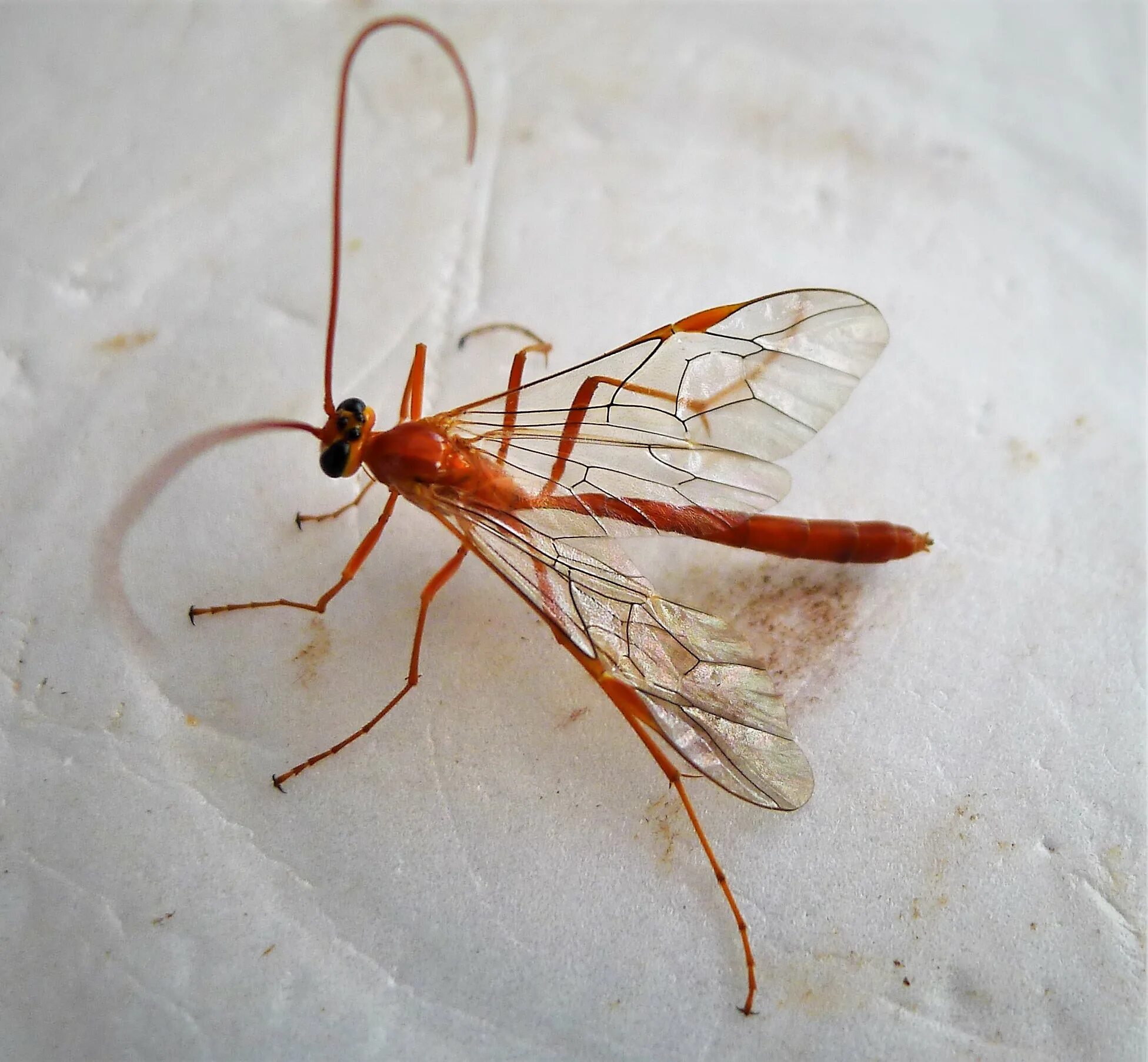 Офион желтый. Ophion luteus. наездник офион желтый. офион насекомое. офион желтый укусил.