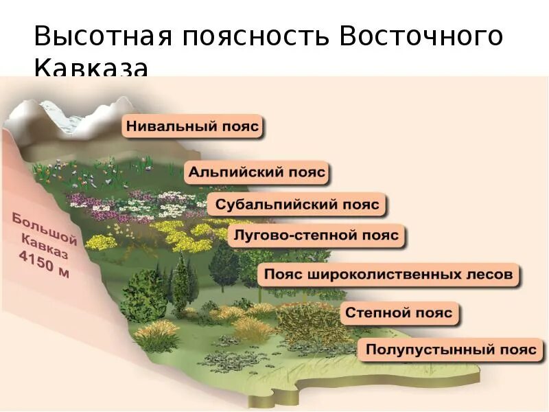 Высотные пояса восточного кавказа. Схема высотной поясности в горах кавказа. Высотная поясность северного кавказа схема. Высотная поясность гор кавказа. Схема высотной поясности гор кавказа.