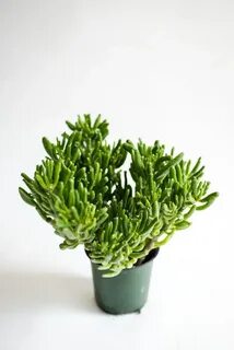 Plants company