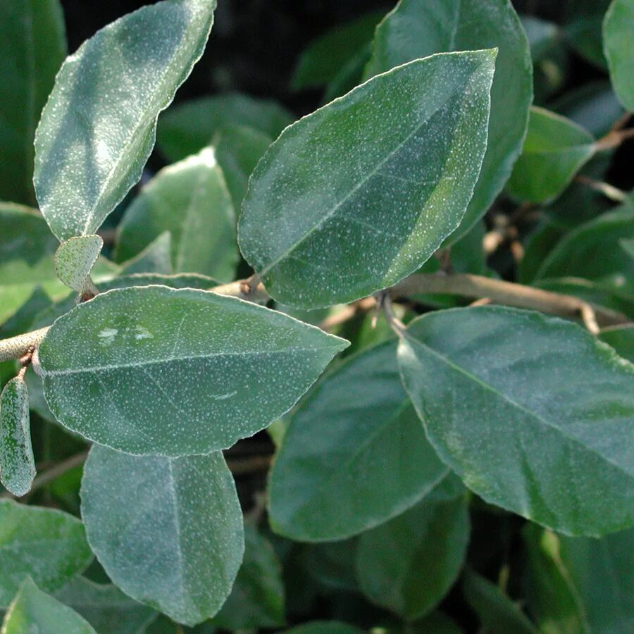 Валюта вечнозеленый. Elaeagnus ebbingei. Лох вечнозеленый (Elaeagnus ebbingei. Elaeagnus изгородь. Elaeagnus ebbingei gilt Edge.