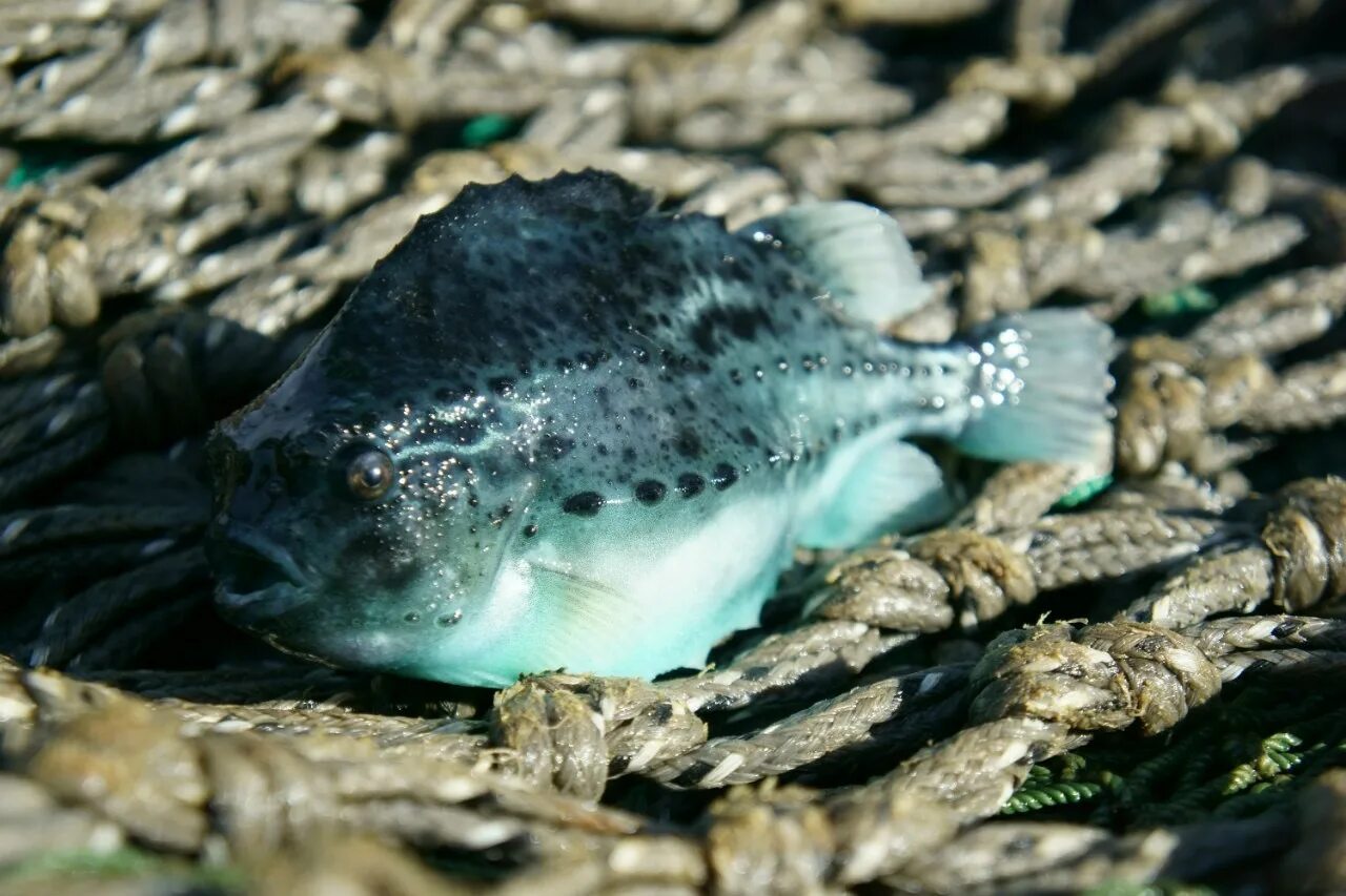 Треска баренцева моря. Рыба зубатка синяя. Обитатели японского моря. Рыбы баренцева моря. Рыба пинагор в баренцевом море.