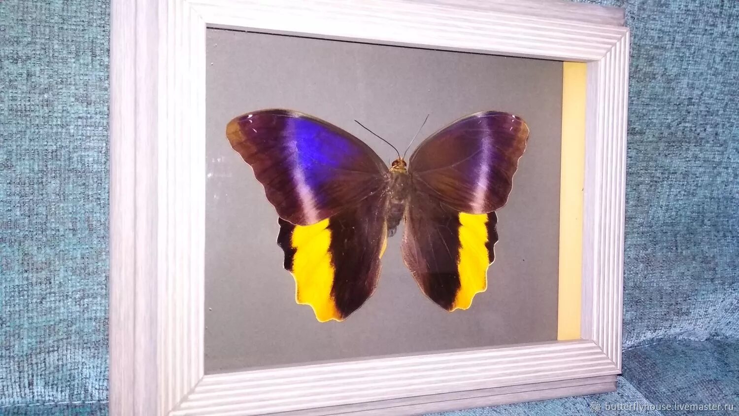 Бабочки в рамке под стеклом. Энтомологическая коллекция бабочек. Рамка "бабочка". Рамка "бабочка". Коллекции бабочек в рамках.