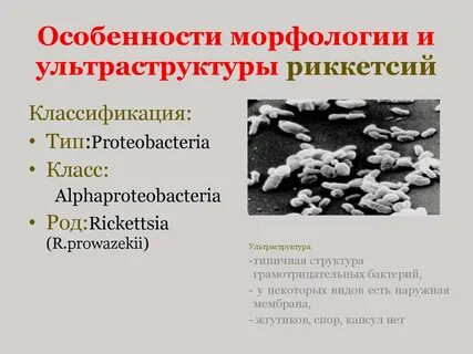 Систематика риккетсий