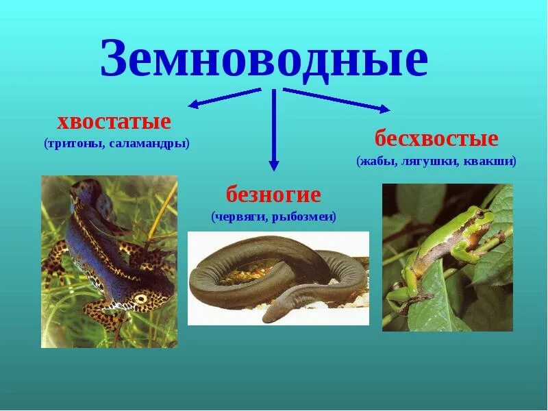 К пресмыкающимся относятся тритон лягушки. Отряд безногие хвостатые бесхвостые земноводные. Хвостатые земноводные червяга. Хвостатые земноводные безногие земноводные. Безногие земноводные лягушки.