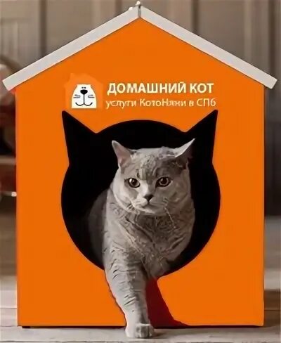 Действие кота если сема вопит котоняня. Котоняня СПБ. Всегда котов котоняня. Котоняня картинки. Санкт Петербург котоняня догси.