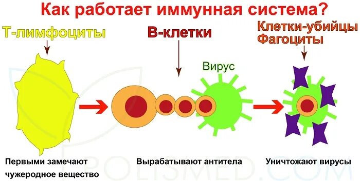 Иммунный глаз. Схема действия иммунитета. Как работает иммунитет иммунная система. Схема работы иммунной системы. Как работает иммунитет схема.