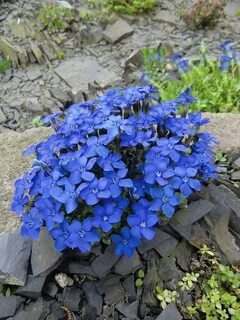 Blue plant