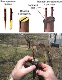Подвой это