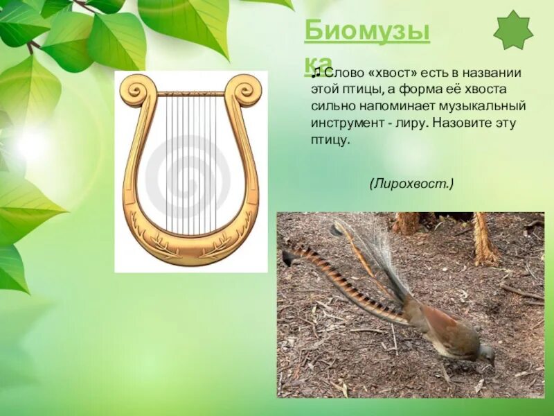 Название какого растения происходит от слова хвост. Хвост этой птицы похож на музыкальный инструмент. форма слова хвост. слово хвост, как хвост.
