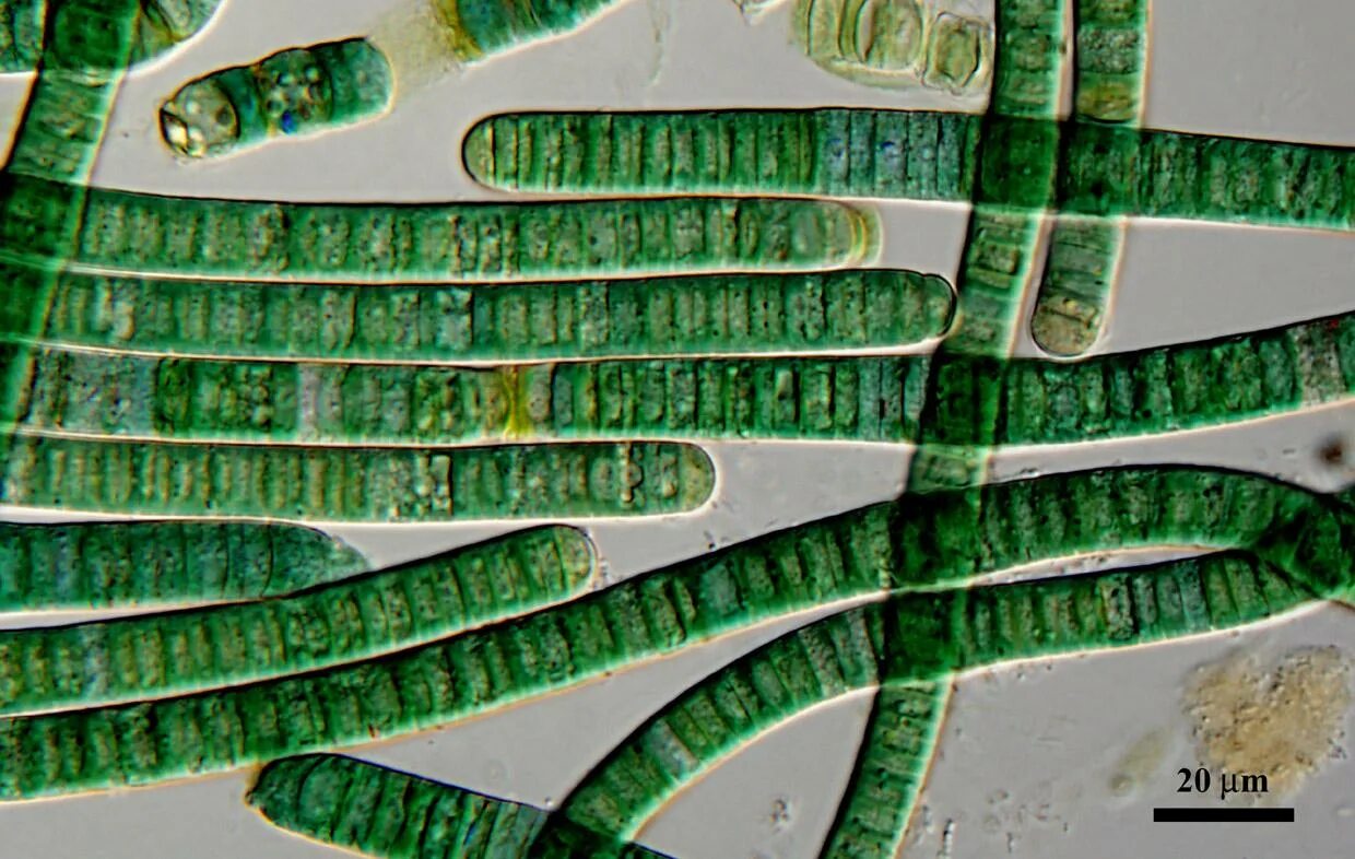 Цианобактерии осциллатория. Синезеленые цианобактерии. Цианобактерии сине-зеленые водоросли. Цианобактерии бациллы.