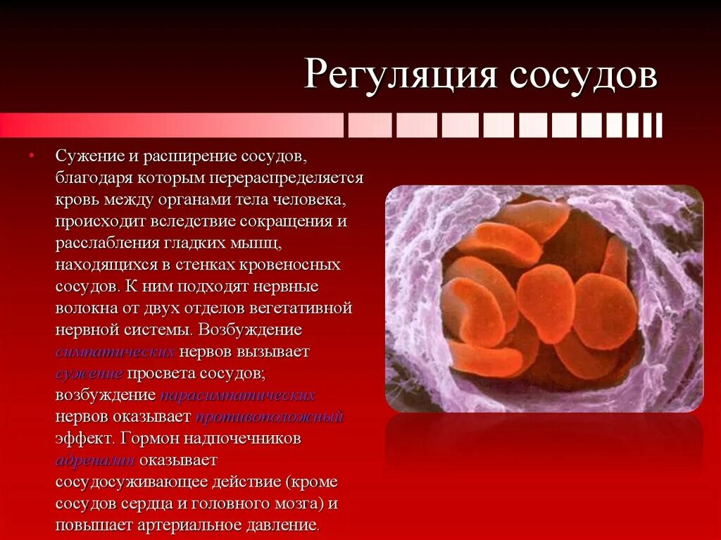 Расширение кровеносных сосудов. Сужение и расширение сосудов. Сужение кровеносных сосудов. Расширение сосудов в организме