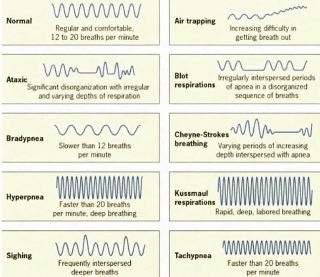Kussmaul respiration. Types of breathing. Respiratory patterns. Pathological Types of breathing.