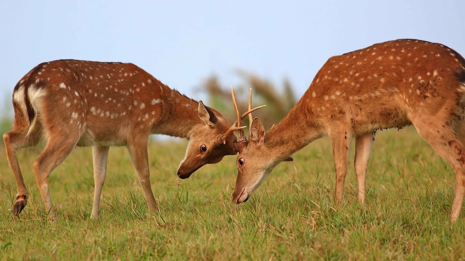 Маньчжурский пятнистый олень. Пятнистый олень Кавказа. Sika Deer. Трепетная Лань.