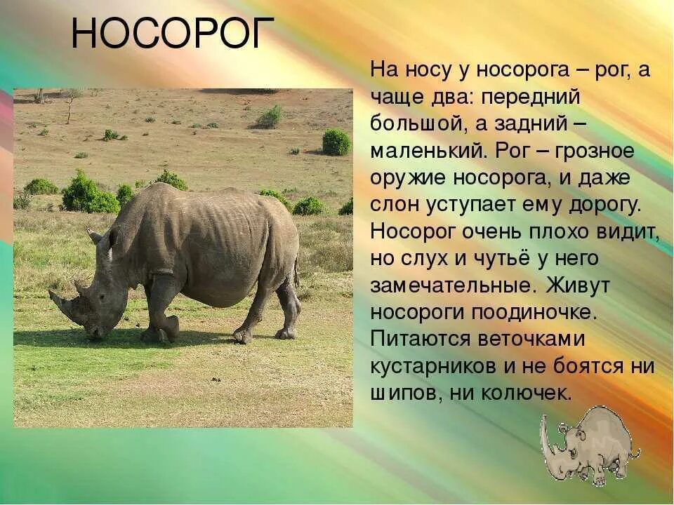 Доклад о животных. Носорог интересные факты. Животные Африки презентация. Описание животных.