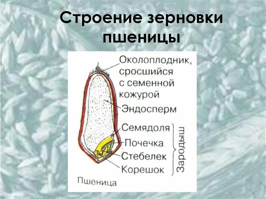 Строение семени зерновки пшеницы. Семена зерновки строение. Зерновка пшеницы биология 6 класс. Внутреннее строение зерновки пшеницы.