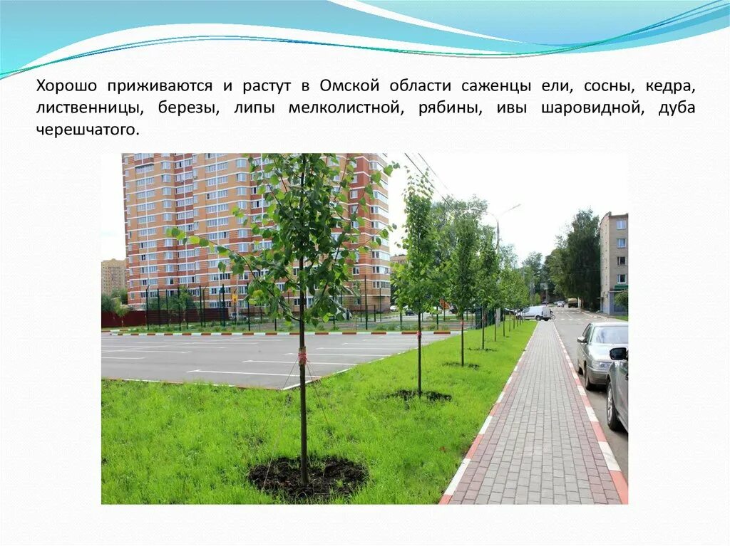 Посадили 56 деревьев 7 8