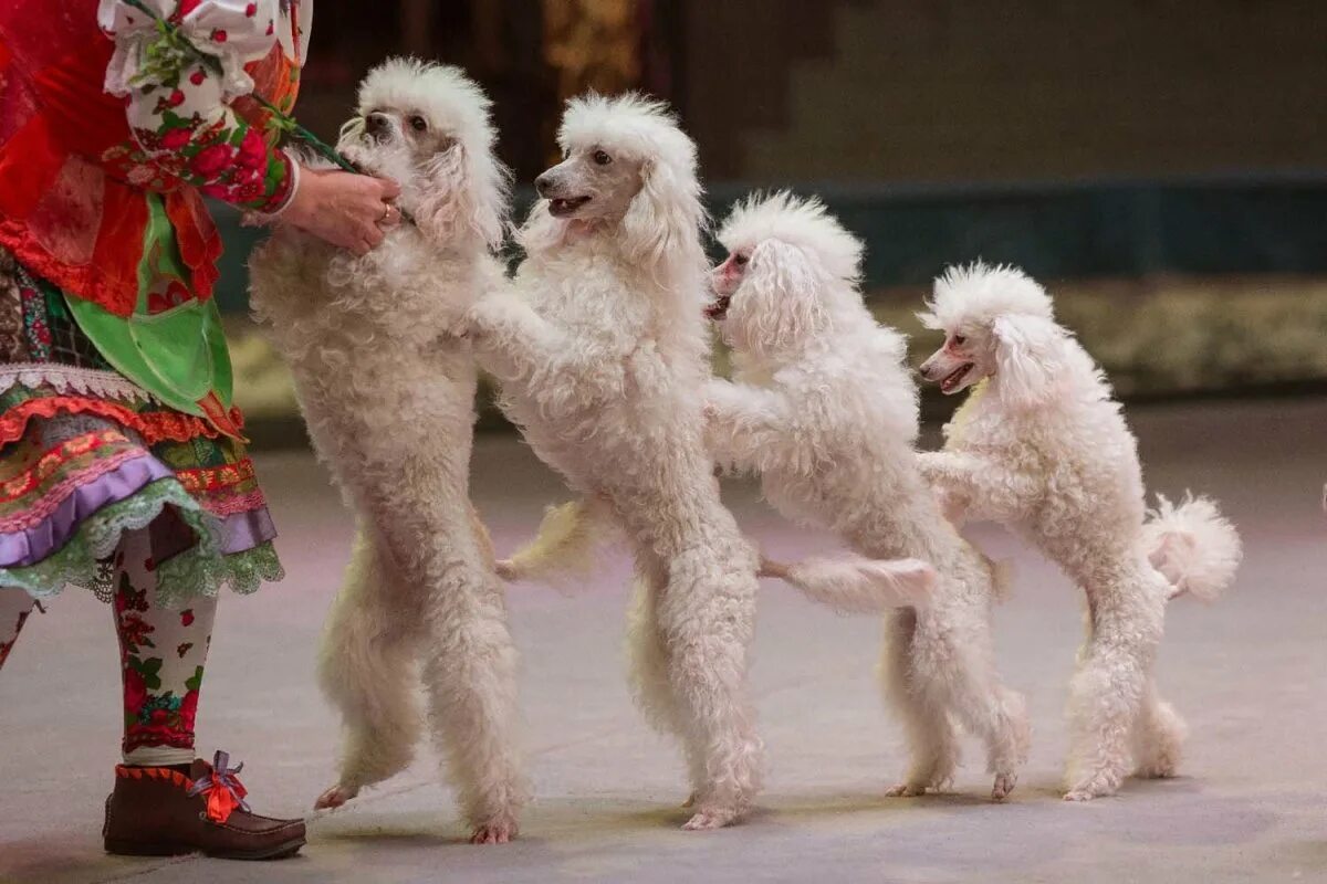 Выступление пуделя. Цирковые королевский пудель. Собаки в цирке. Пудель цирковой. Пудель в цирке.