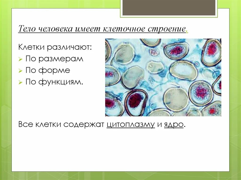Организмы имеющие в строении клетки ядро. Организмы имеющие клеточное строение. клетки организма человека имеют. клеточное строение имеют. клетка человека что имеют.