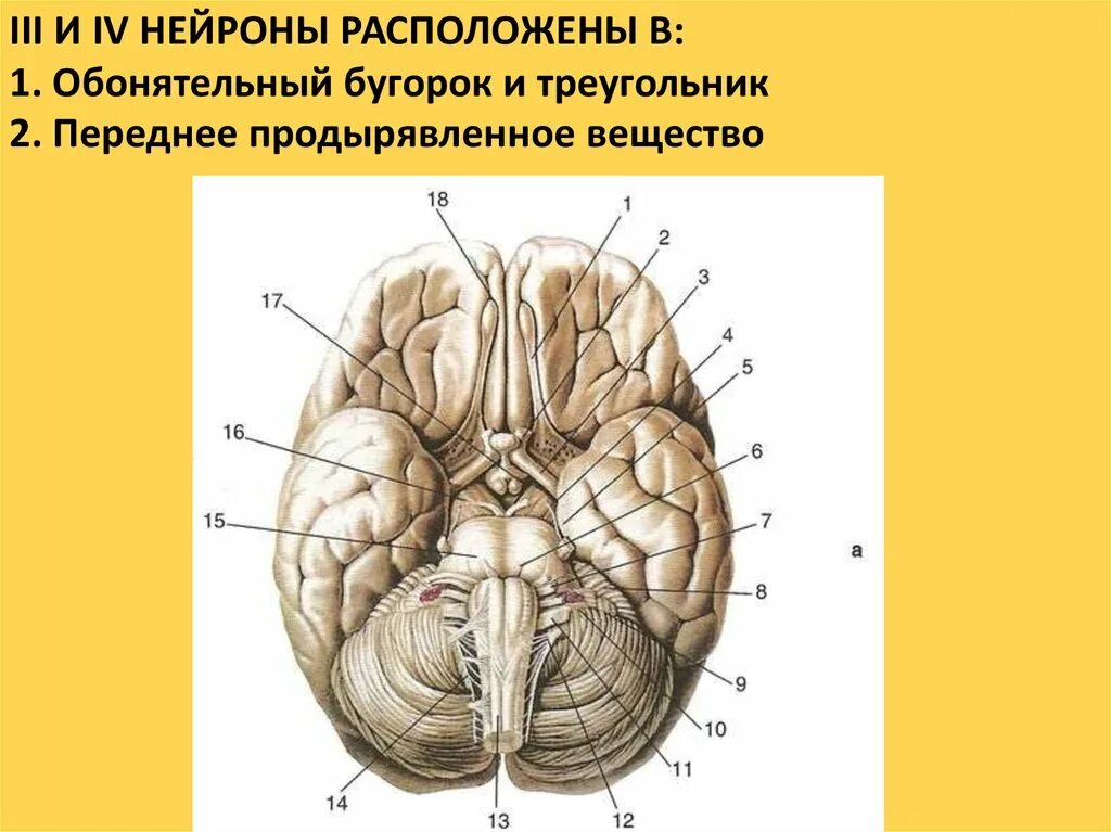 Обонятельный мозг. Обонятельная луковица анатомия. Черепные нервы на основании головного мозга. Обонятельные луковицы головного мозга анатомия. Черепно мозговые нервы анатомия Гайворонский.