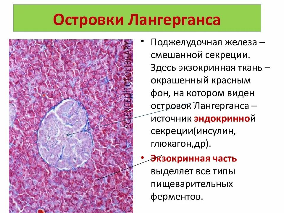 Как выглядит гистология. Островковые клетки поджелудочной железы. островки лангерганса поджелудочной железы гистология. островки лангерганса гистология препарат. функция островков лангерганса поджелудочной железы.