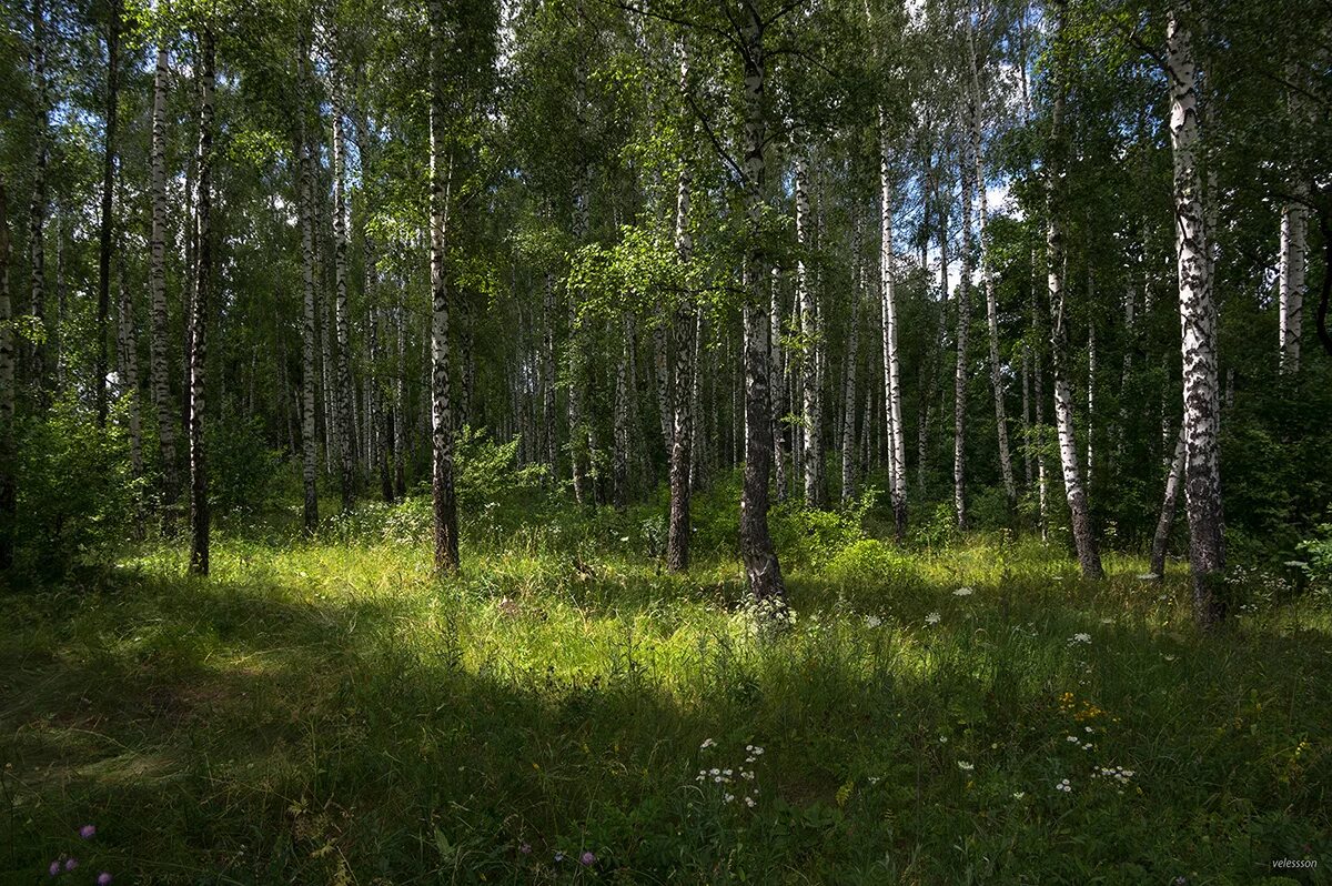 Березовая роща на руси. Цветы в березовой роще. Весна в березовой роще. Природа якутии березы. Поляна с березами.