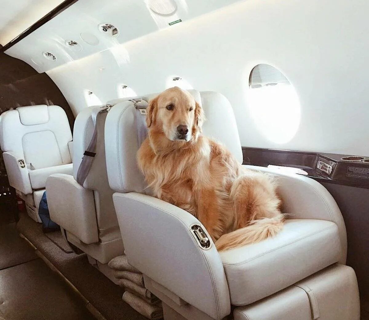 Животные в салоне самолета. Собака в самолете. Собака в салоне самолета. Собачка в самолете. Выезд собаки за границу