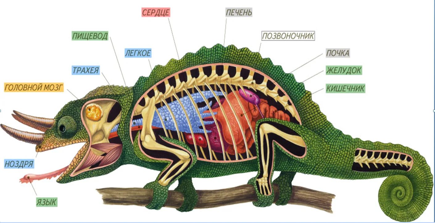Хамелеон схема. Внутреннее строение пресмыкающихся. Внутреннее строение рептилий. Внешнее строение хамелеона. Внутренне строение пресмыкающихся.